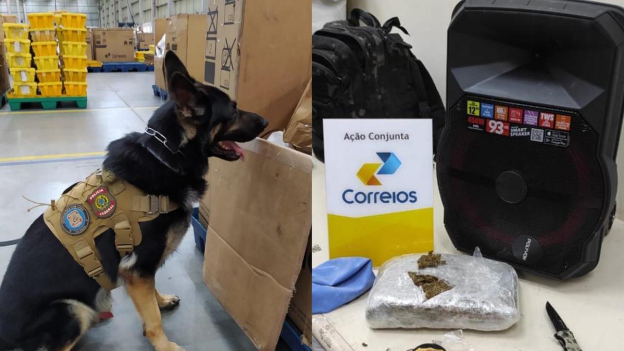 Cão farejador da PF encontra maconha em encomenda enviada pelos Correios de Manaus para Fortaleza